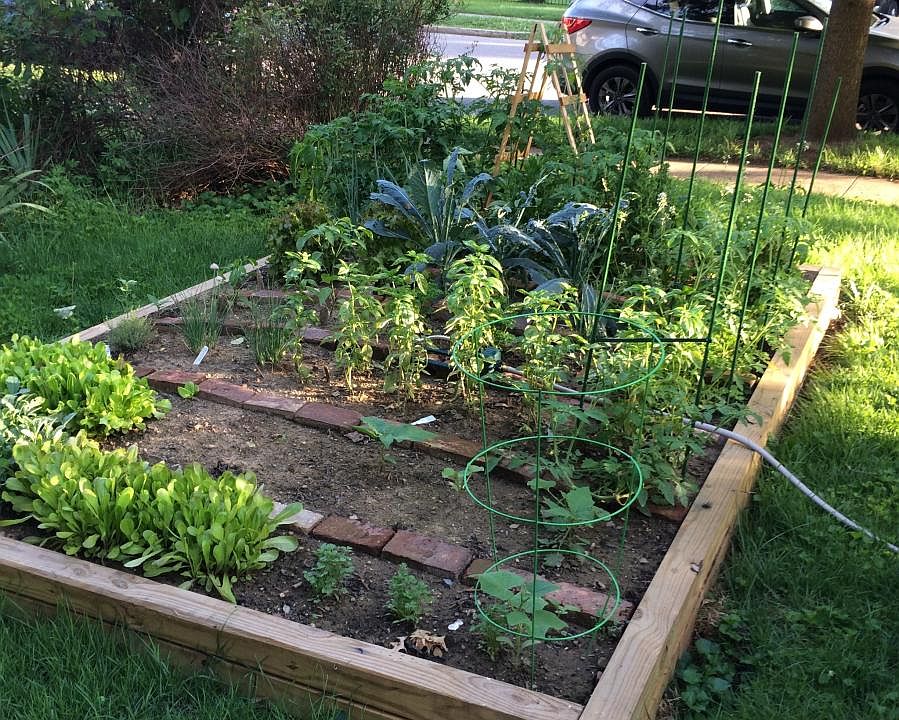 Front yard Organic Garden