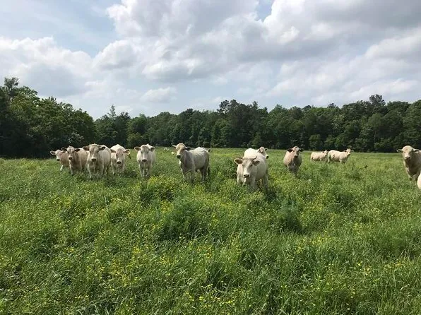 0 William Warren Rd, Collins, MS 39428