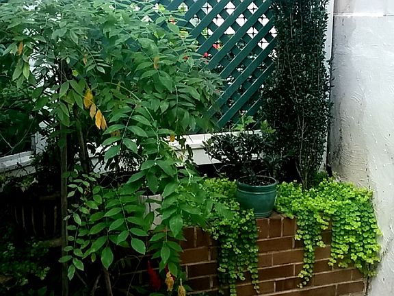 Patio Experience #3