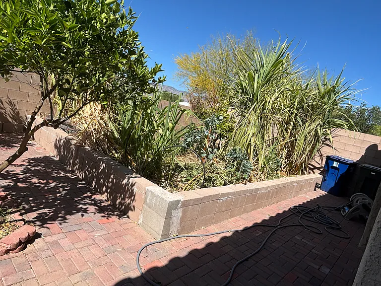 Back Yard with Mature fruit Trees