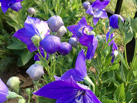 Perennials on property 