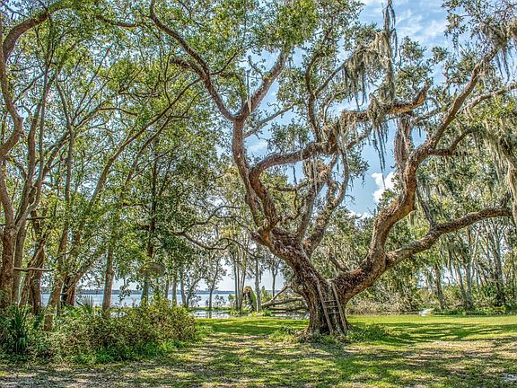 Ancient Oaks
