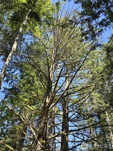 309 E Pointes Drive E, Shelton, WA, 98584