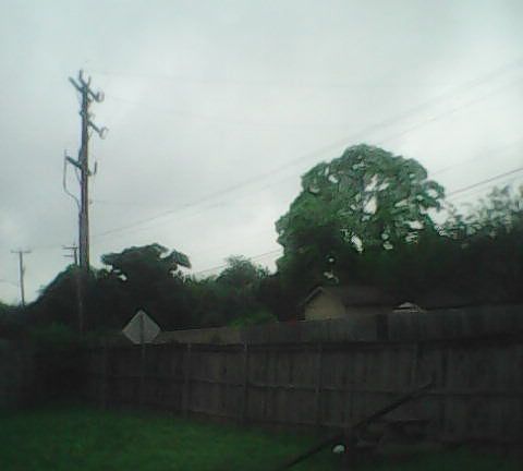 left side of backyard