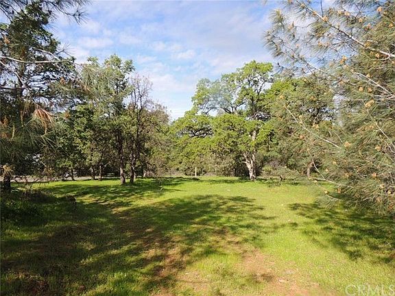 Mature trees and meadow