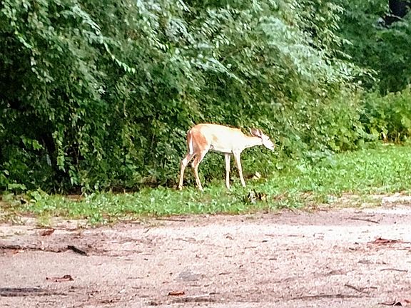 Deer outside the window