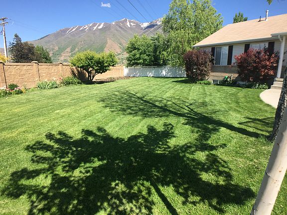 Mature Fruit trees