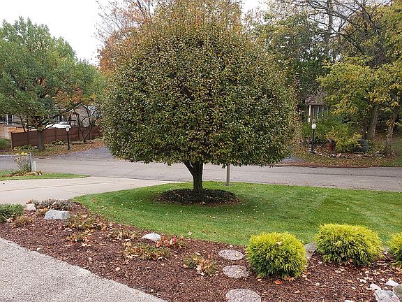 Front Yard