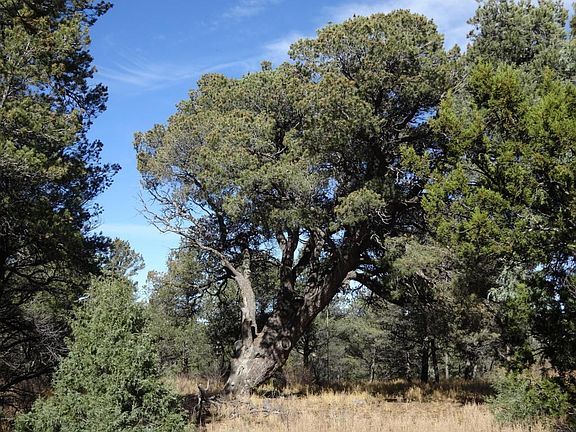 Tall Pinon Tree