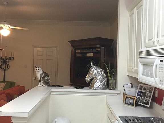 4th image of 2414 Forest Brook Ln