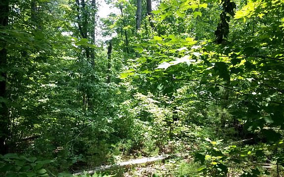4th image of 64 E Forest Dr