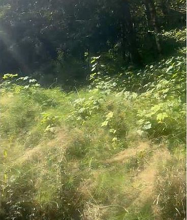 5th image of Adj 82050 Red Bluff Rd