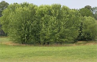 3rd image of 15248 Monroe Road 923