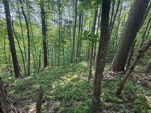 Some of the forested area near the ridge above the pond-2