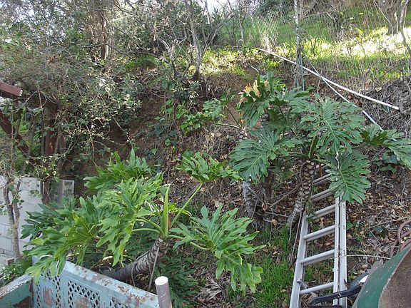 Elephant Ears in yard