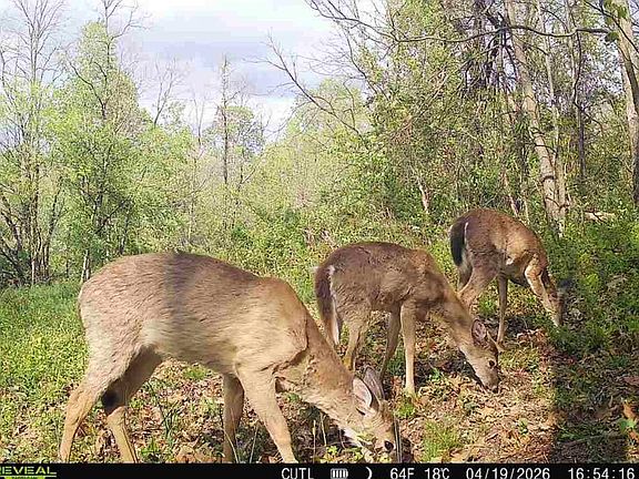 3rd image of 0 Cutlip Rd Tract 3