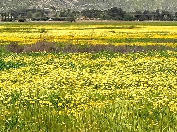 Valley this Spring