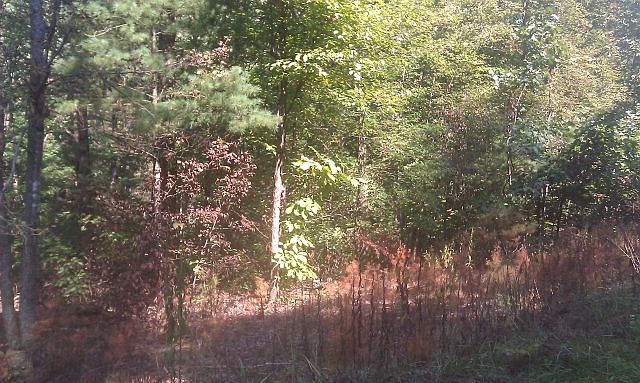 2nd image of 10090 Shell Hollow Ln