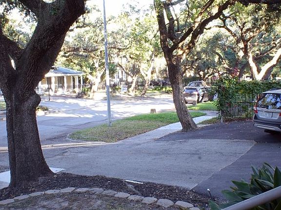 oak trees