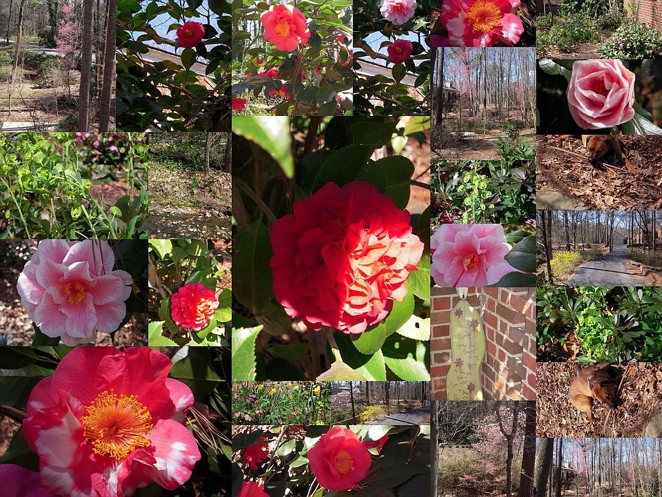 Early Spring at 904 Wakestone Ct.!