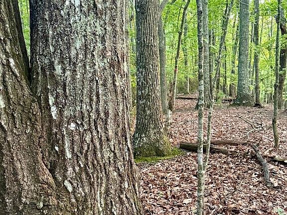 4th image of Tbd Lot 43 Pine Cove Lane