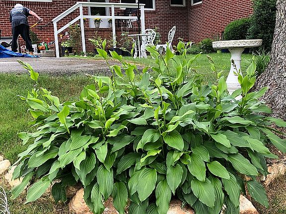 HOSTA