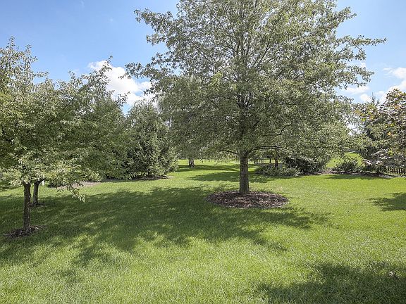 Ton of Mature Trees