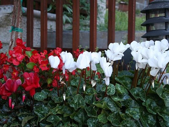 Front garden flowers