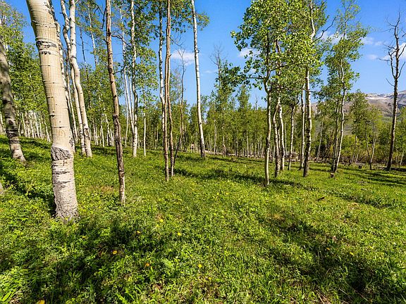 5th image of Wapiti