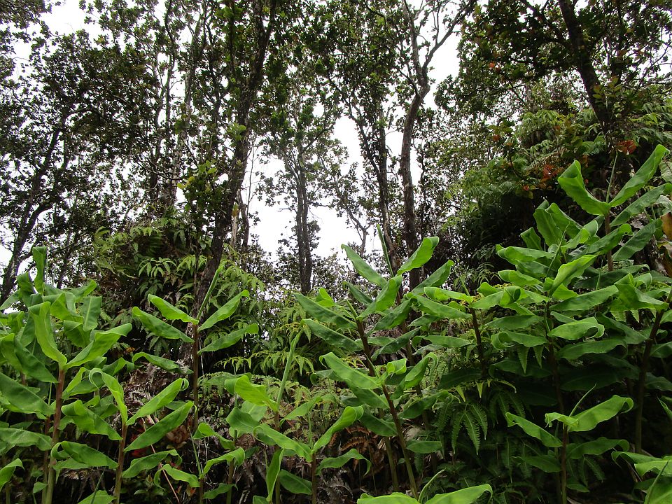 1st image of Alaula St Lot 655