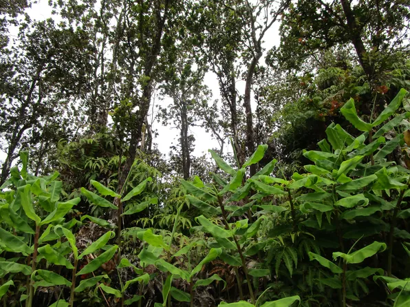 Alaula St Lot 655, Volcano, HI 96785