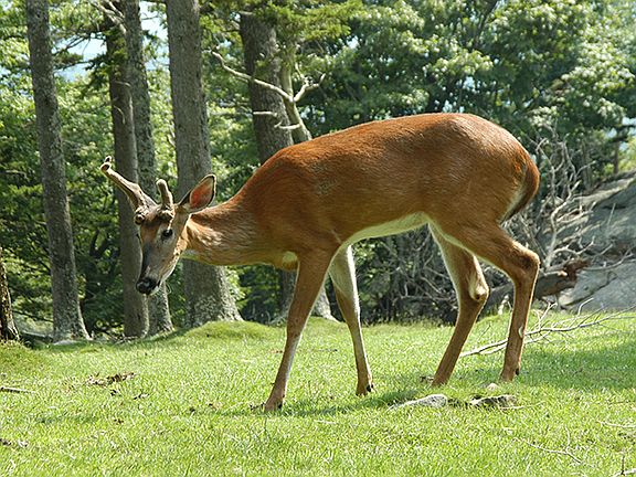 4th image of Doe Mountain Estates Lot 14