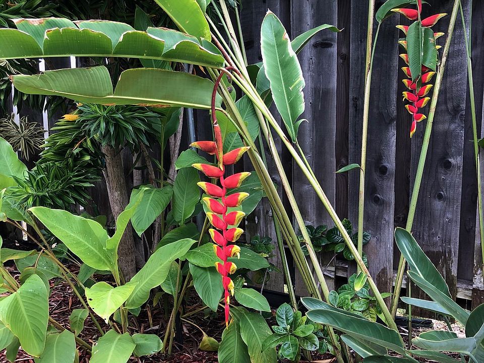 Tropical yard foliage