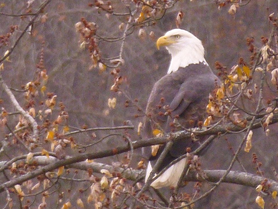 Resident Eagle