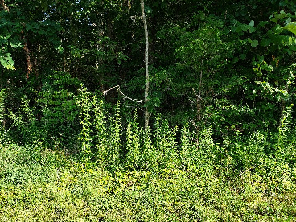 2nd image of 130 Noya Ln Lot 16