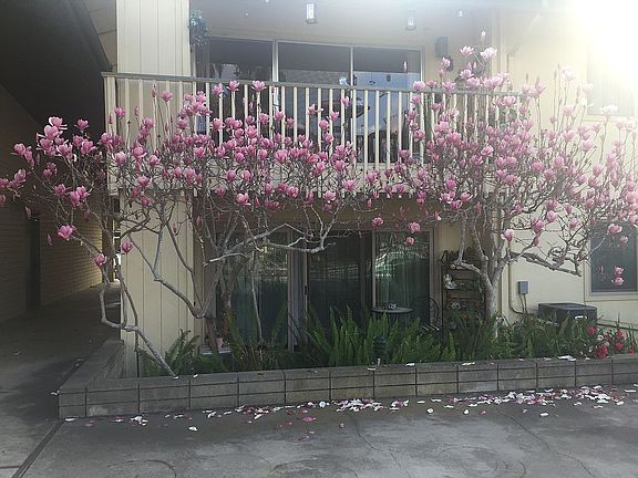 Back porch facing greenery