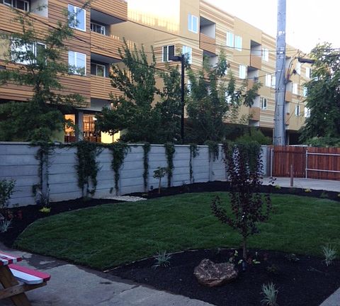 Back Yard