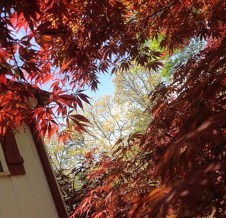 Peaceful Surroundings : Four Japaneese Maples