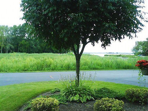 2nd image of 8423 Canary Grass Ln