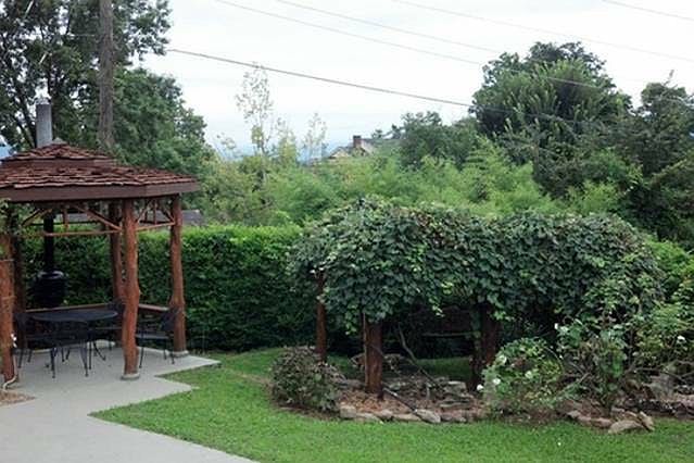 Backyard in summer