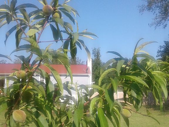 Fruit trees