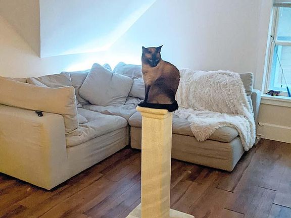 Cat enjoying living room