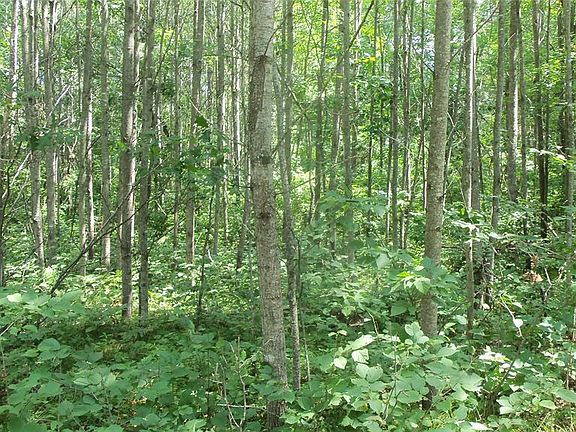 5th image of Lot 5 Birch Tree Trail
