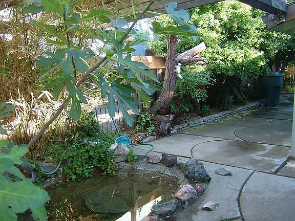 Side Pond and Patio