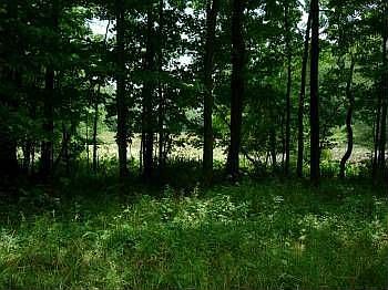 2nd image of 10767 Mill Dam Rd