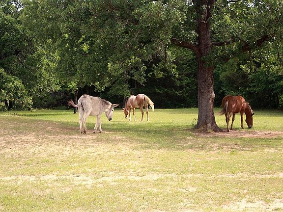 2nd image of 753 County Road 286