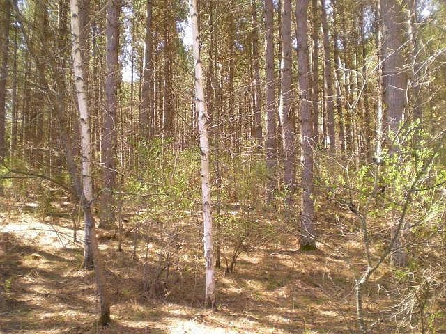 2nd image of Burnt Pine Ln
