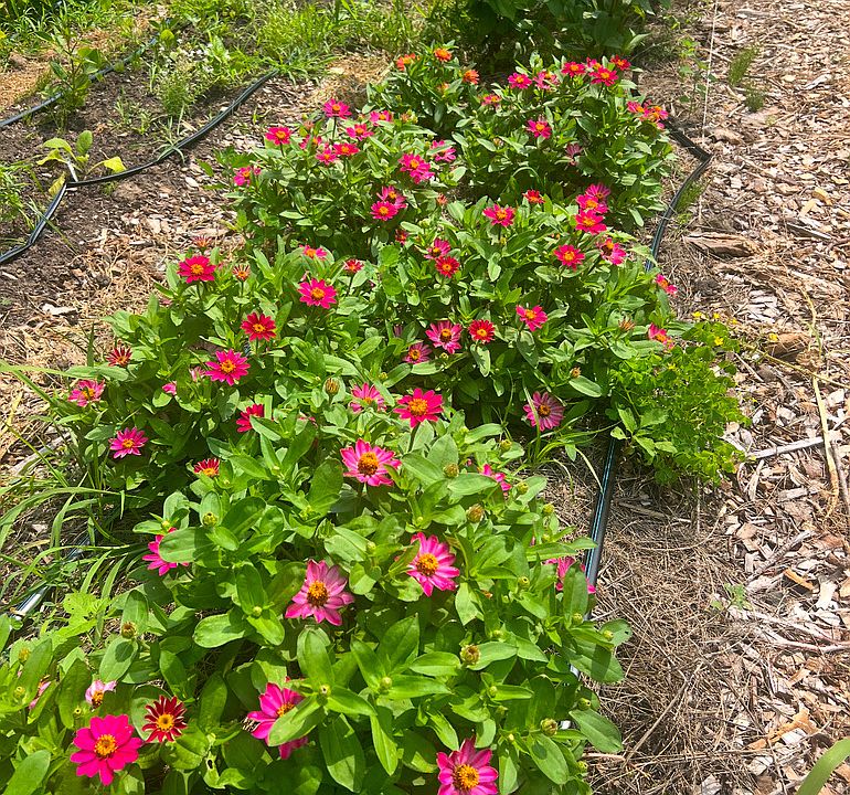 Drip system garden