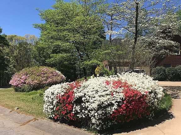 Azaleas in April