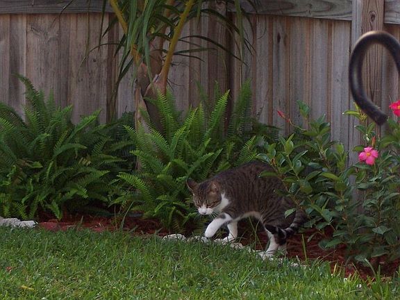 Back Yard